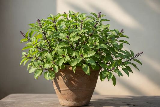 Tulsi Seed Paper Packaging | Sustainable Packaging by Swadesi Stories